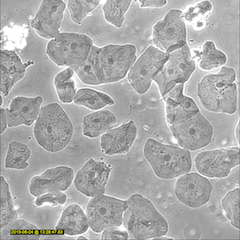 Human buccal cells                                    